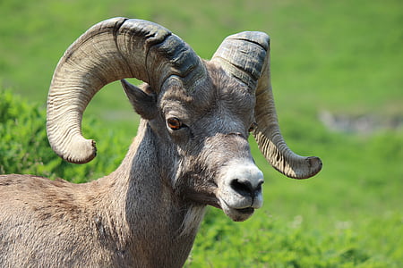 brown ram standing on grass field thumbnail