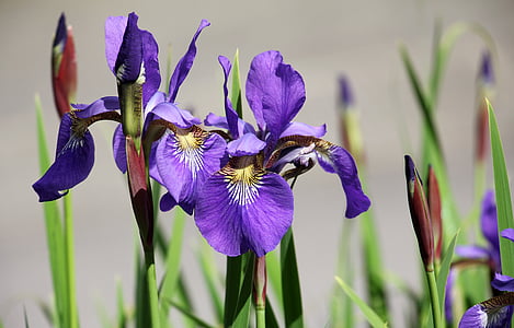 shallow focus photography of purple flowers thumbnail