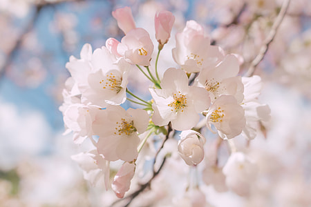 selective focus photography of white cherry blossom flowers thumbnail