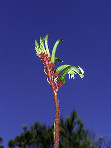 Red and Green Kangaroo Paw thumbnail