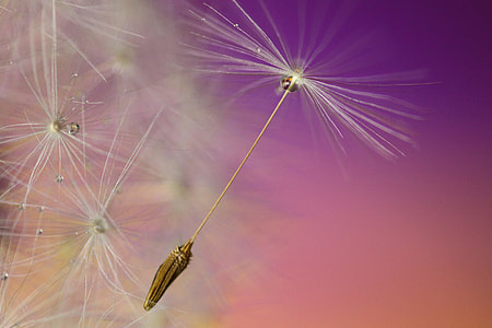 close up photography of dandy lion thumbnail