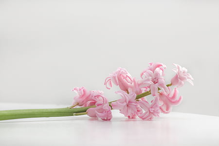 shallow focus photography of pink flower thumbnail