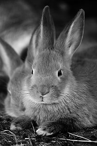rabbit on grayscale photography thumbnail