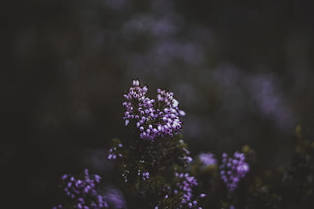 tilt shift lens photography of purple flowers thumbnail