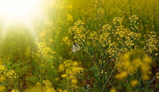 white butterfly perching on yellow flower during daytime thumbnail
