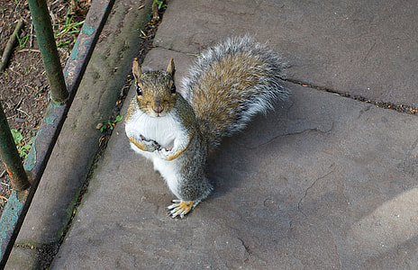 brown, white and black squirrel standing beside fence thumbnail