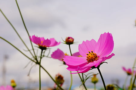 selective focus photography of pink cosmos flower thumbnail