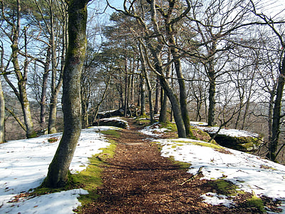 photography of green trees during daytime thumbnail