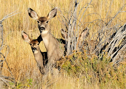 two deer on grass field thumbnail