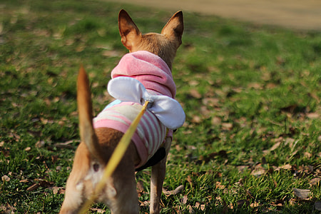 tilt shift lens photography of tan short coated small breed dog wearing pink dress standing on green grass field thumbnail