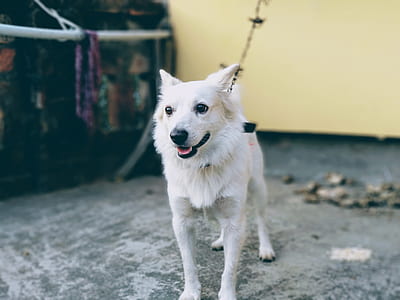 white dog near house thumbnail