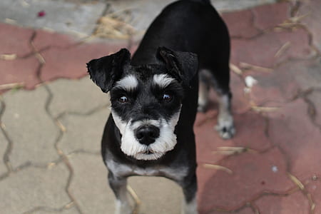 short-coated white and black dog thumbnail
