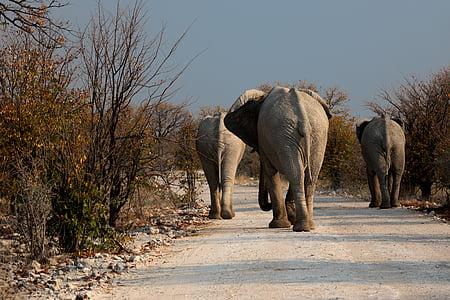three elephant walking outside thumbnail