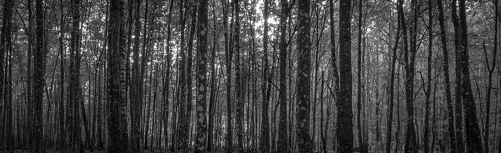 graycale photography of forest thumbnail