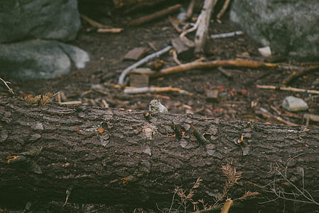 gray squirrel on brown tree trunk thumbnail