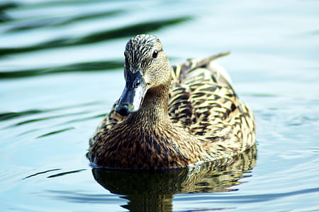 focus photo of brown duck thumbnail