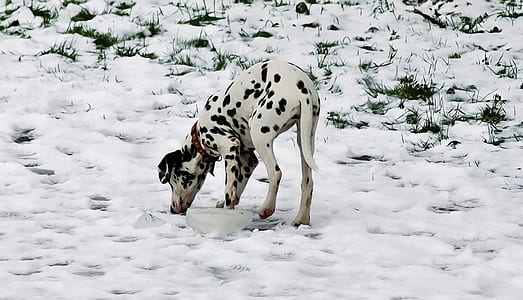 black and white Dalmatian standing on snow field thumbnail