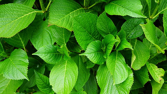 selective focus photography of green leaves thumbnail