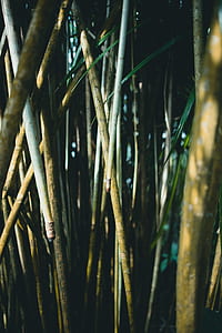 bamboos in forest thumbnail