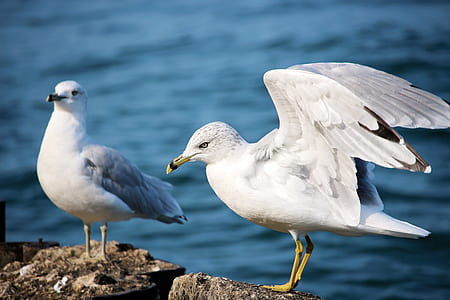 shallow focus photography of white seagulls thumbnail
