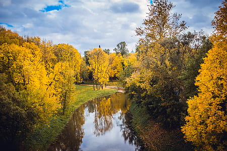 River Surrounded By Trees thumbnail