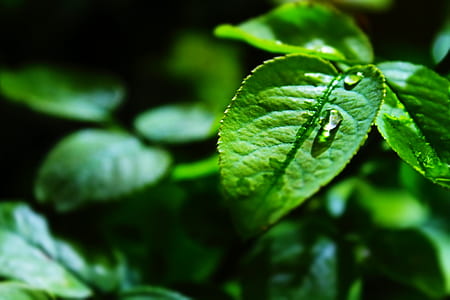 nature, plant, leaf, dew thumbnail