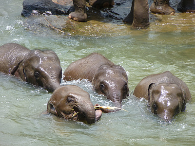 four gray elephants on body of water during daytime thumbnail