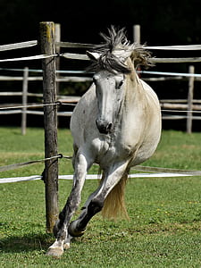 running white horse on green grass thumbnail