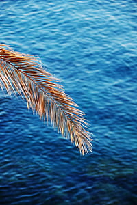 dried linear leaf above body of water thumbnail