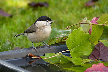 white and black bird beside green leafed tree thumbnail
