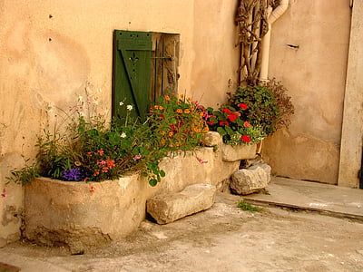 photo of flowers beside wall thumbnail