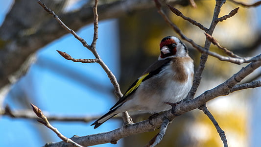 brown and black bird on tree branch selective focus photography thumbnail