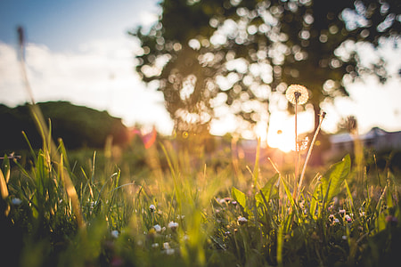 Just Another Grass Sunset thumbnail