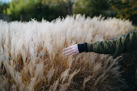person touching brown wheat field thumbnail