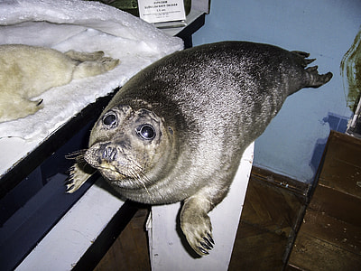 Baikal Seal, endemic to lake Baikal thumbnail