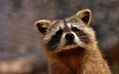 closeup photo of brown raccoon thumbnail