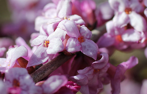 Daphne, Flowering Twig thumbnail