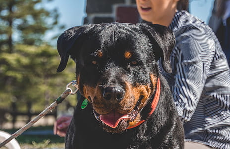 animal, dog, pet, cute thumbnail