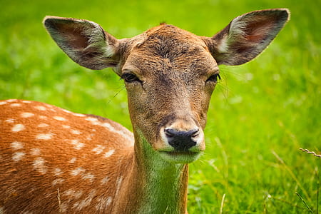 selective focus photography of brown deer thumbnail