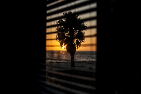 silhouette window view of tree at sunset thumbnail