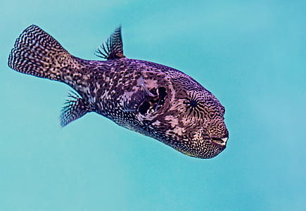 black and brown fish thumbnail