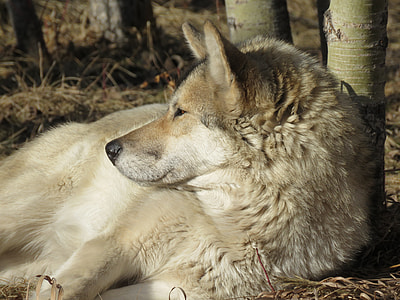 photo of wolfdog thumbnail