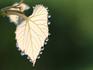 shallow focus photography of yellow leaf with droplets thumbnail