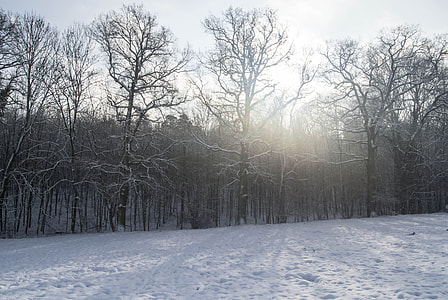 trees covered with snow during daytime thumbnail