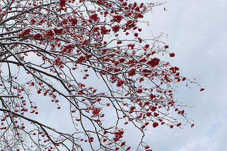 pink petaled tree during day time thumbnail