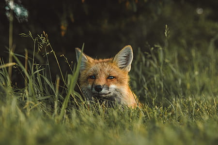red fox standing on green grass thumbnail