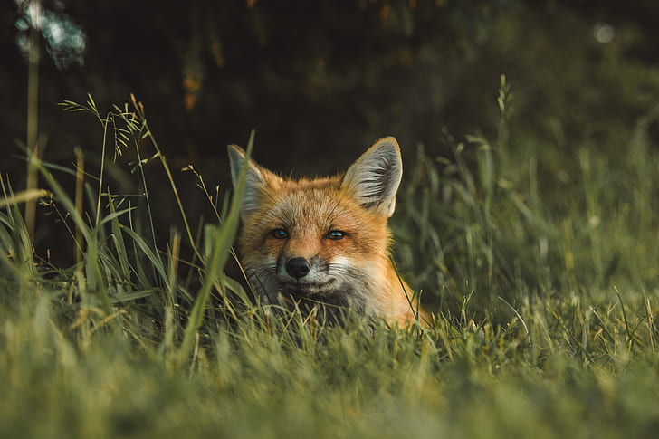 red fox standing on green grass