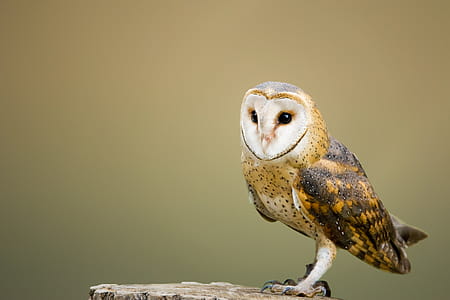 Beige and Brown Owl on Top of Tree Log thumbnail