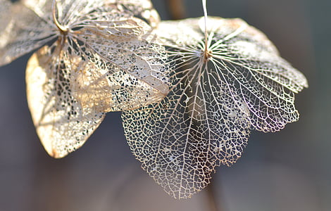 selective focus beige leaf thumbnail