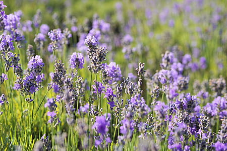 close-up photography of purple petaled flowers thumbnail